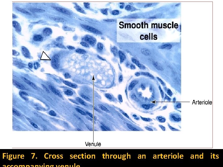 Figure 7. Cross section through an arteriole and its 