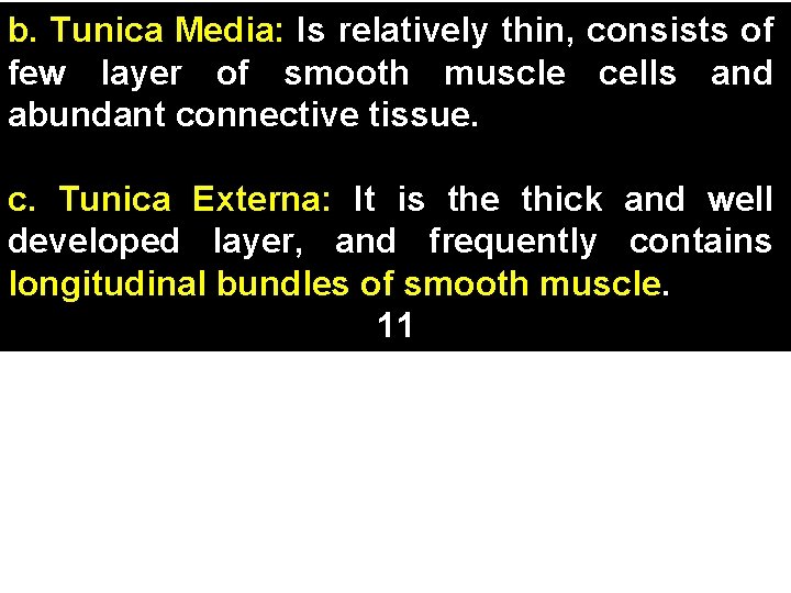 b. Tunica Media: Is relatively thin, consists of few layer of smooth muscle cells