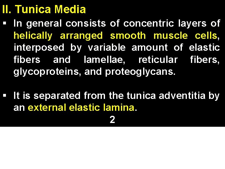 II. Tunica Media § In general consists of concentric layers of helically arranged smooth