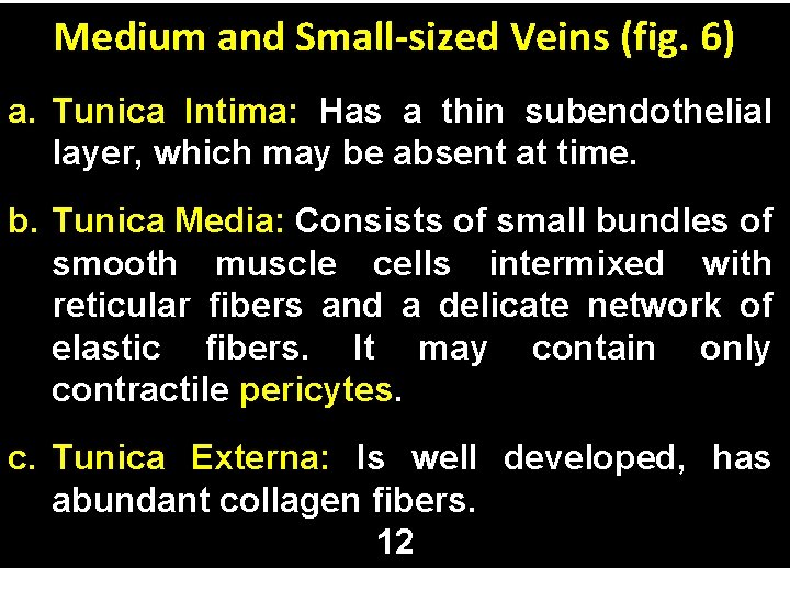 Medium and Small-sized Veins (fig. 6) a. Tunica Intima: Has a thin subendothelial layer,