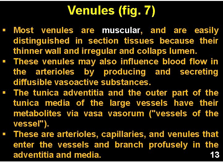 Venules (fig. 7) § Most venules are muscular, and are easily distinguished in section