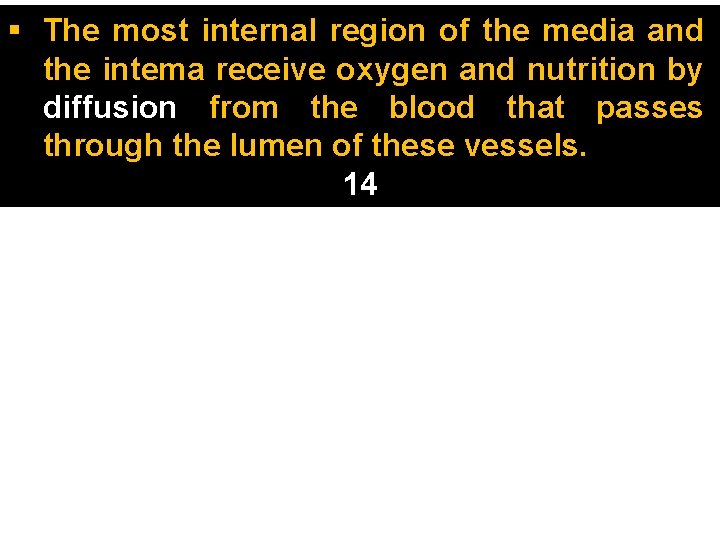 § The most internal region of the media and the intema receive oxygen and