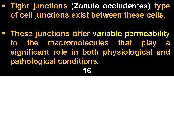 § Tight junctions (Zonula occludentes) type of cell junctions exist between these cells. §