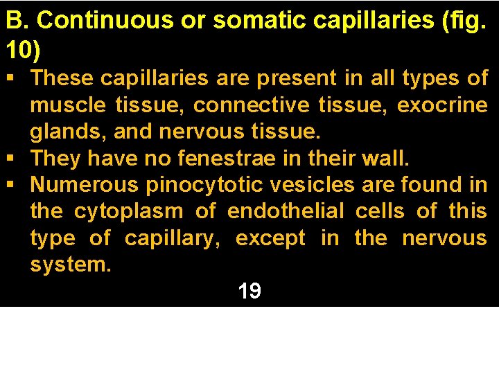 B. Continuous or somatic capillaries (fig. 10) § These capillaries are present in all