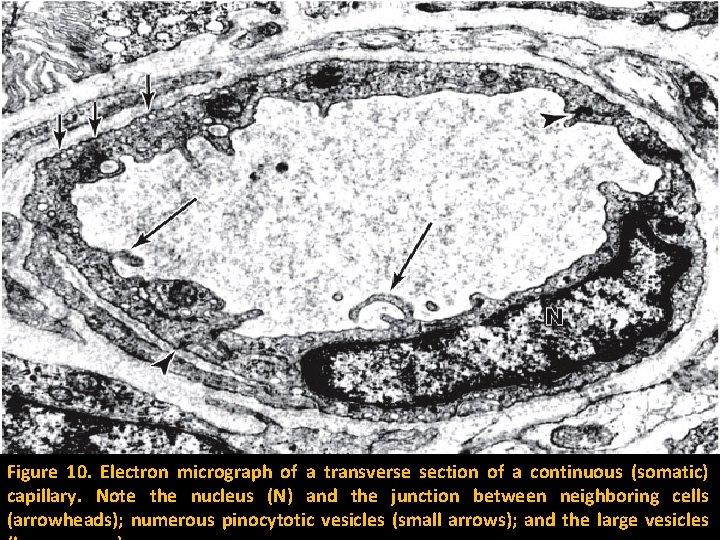 Figure 10. Electron micrograph of a transverse section of a continuous (somatic) capillary. Note
