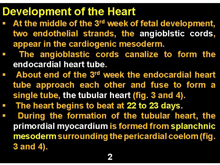 Development of the Heart § At the middle of the 3 rd week of