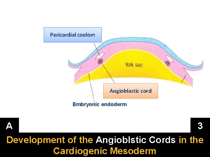 Pericardial coelom Angioblastic cord Embryonic endoderm A 3 Development of the Angioblstic Cords in