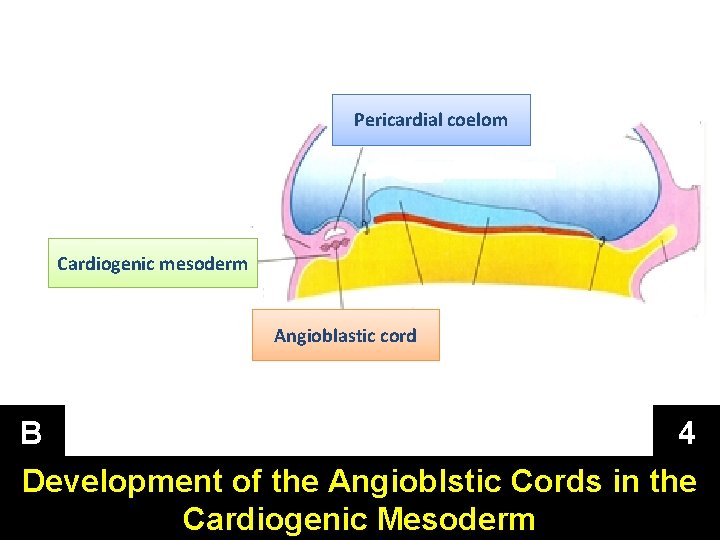 Pericardial coelom Cardiogenic mesoderm Angioblastic cord B 4 Development of the Angioblstic Cords in