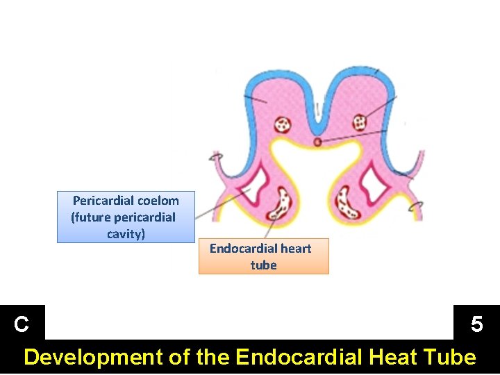 Pericardial coelom (future pericardial cavity) Endocardial heart tube C 5 Development of the Endocardial