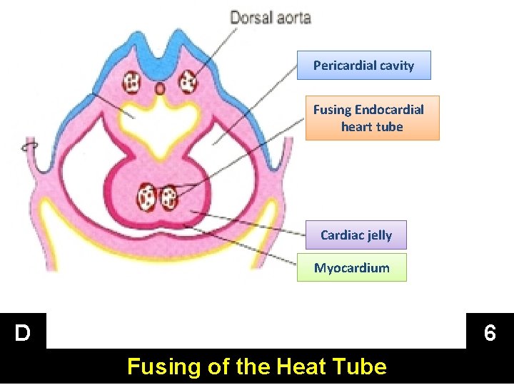 Pericardial cavity Fusing Endocardial heart tube Cardiac jelly Myocardium D 6 Fusing of the