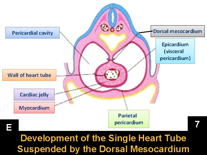 Dorsal mesocardium Pericardial cavity Epicardium (visceral pericardium) Wall of heart tube Cardiac jelly Myocardium