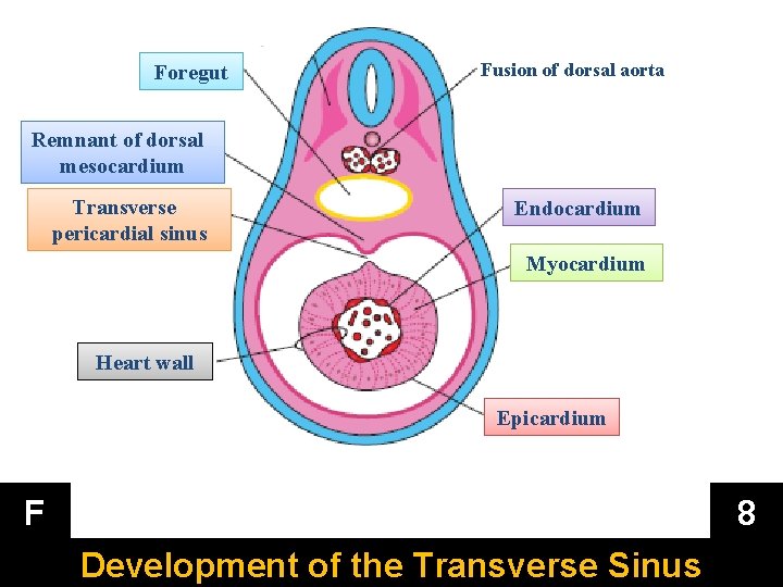 Foregut Fusion of dorsal aorta Remnant of dorsal mesocardium Transverse pericardial sinus Endocardium Myocardium