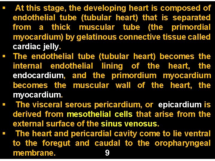 § At this stage, the developing heart is composed of endothelial tube (tubular heart)