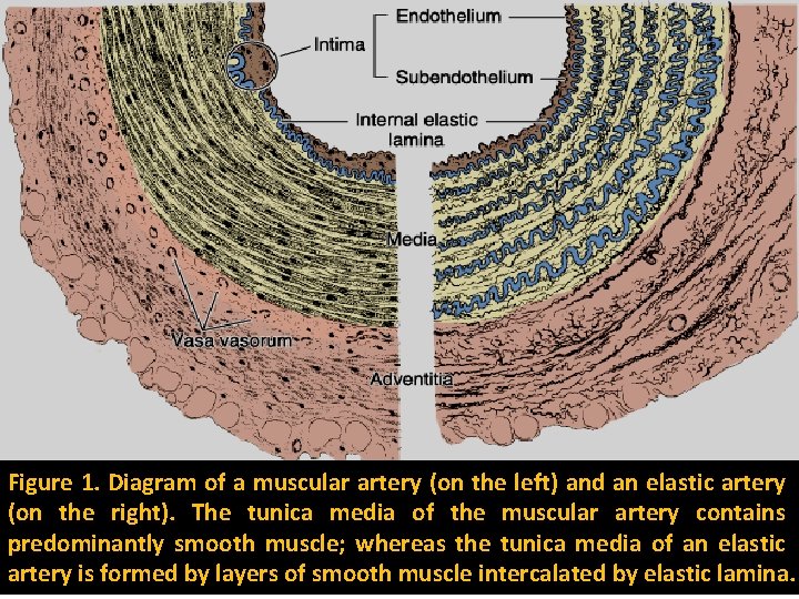 Figure 1. Diagram of a muscular artery (on the left) and an elastic artery