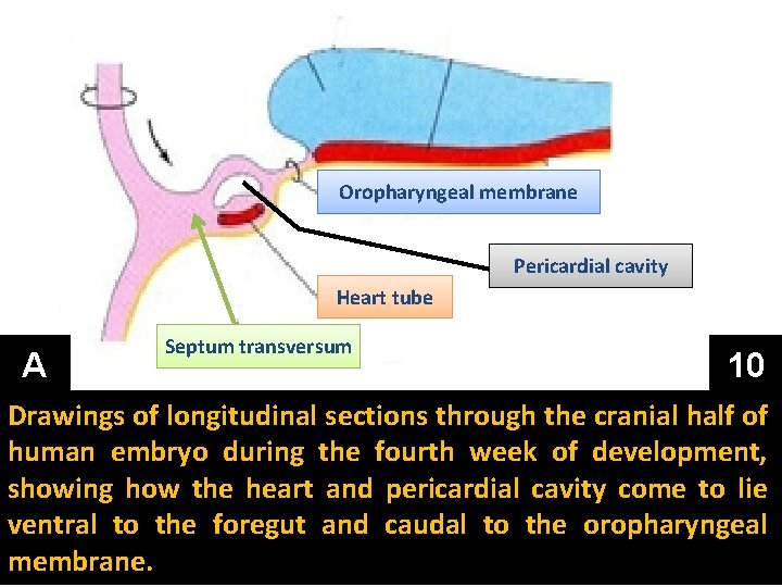 Oropharyngeal membrane Pericardial cavity Heart tube A Septum transversum 10 Drawings of longitudinal sections