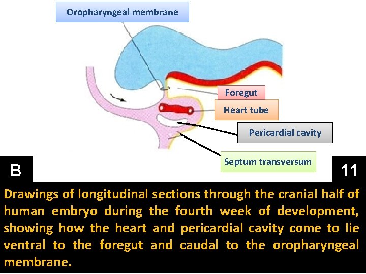 Oropharyngeal membrane Foregut Heart tube Pericardial cavity B Septum transversum 11 Drawings of longitudinal