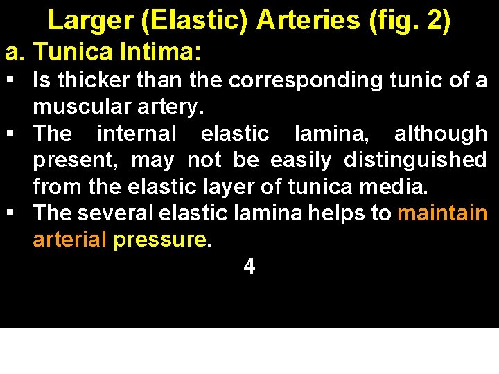Larger (Elastic) Arteries (fig. 2) a. Tunica Intima: § Is thicker than the corresponding