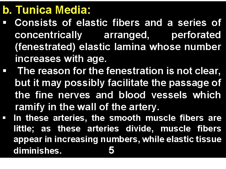 b. Tunica Media: § Consists of elastic fibers and a series of concentrically arranged,