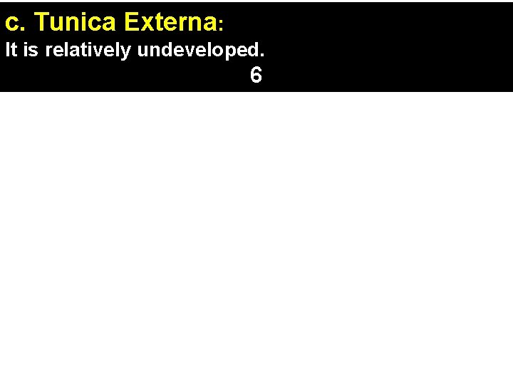 c. Tunica Externa: It is relatively undeveloped. 6 