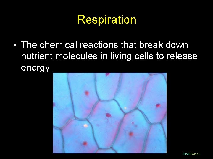 Respiration • The chemical reactions that break down nutrient molecules in living cells to