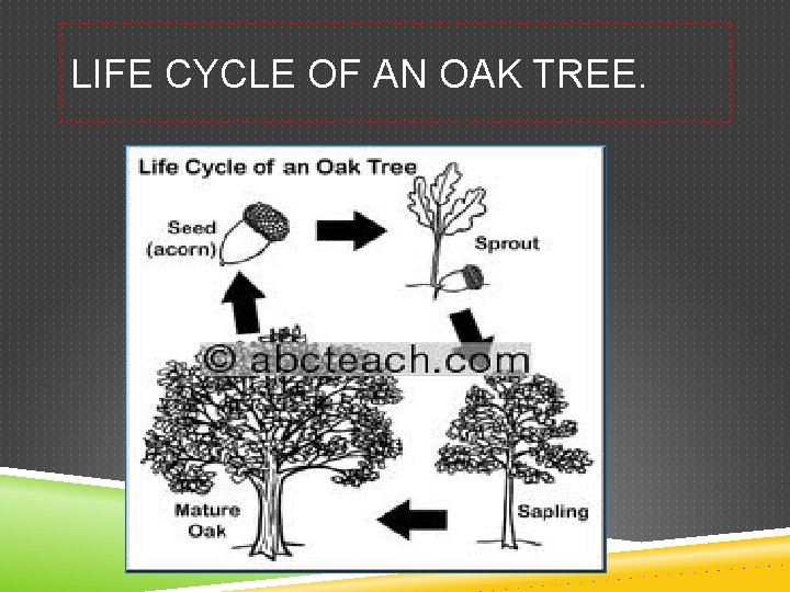 LIFE CYCLE OF AN OAK TREE. 
