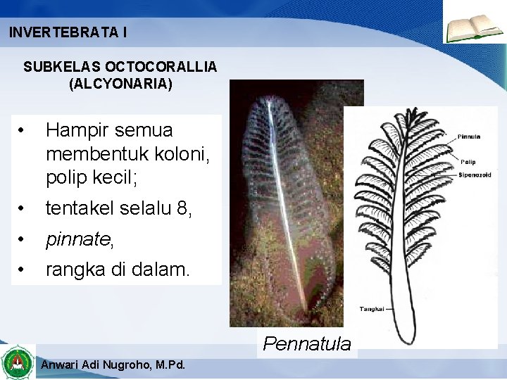 INVERTEBRATA I SUBKELAS OCTOCORALLIA (ALCYONARIA) • Hampir semua membentuk koloni, polip kecil; • tentakel