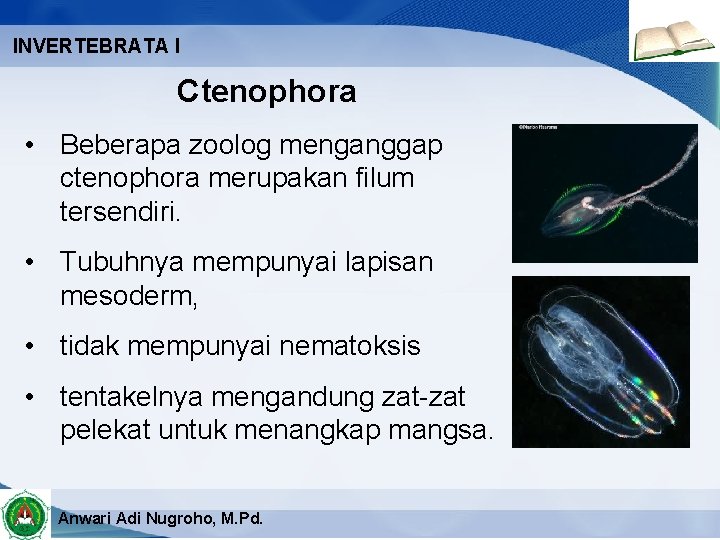 INVERTEBRATA I Ctenophora • Beberapa zoolog menganggap ctenophora merupakan filum tersendiri. • Tubuhnya mempunyai