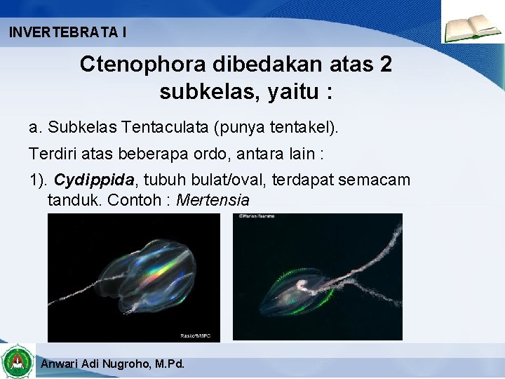 INVERTEBRATA I Ctenophora dibedakan atas 2 subkelas, yaitu : a. Subkelas Tentaculata (punya tentakel).