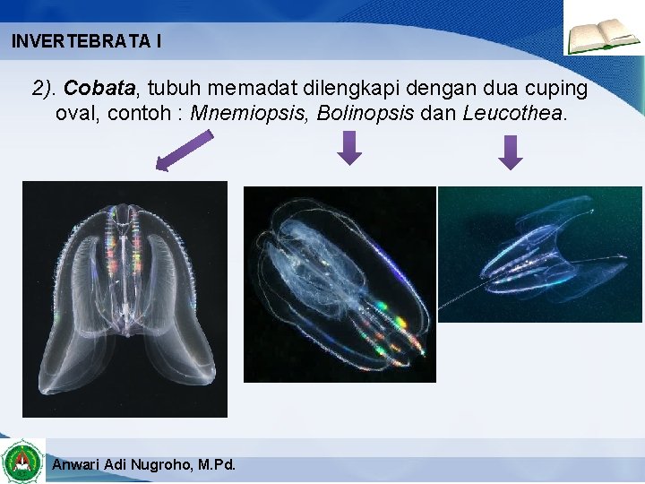 INVERTEBRATA I 2). Cobata, tubuh memadat dilengkapi dengan dua cuping oval, contoh : Mnemiopsis,