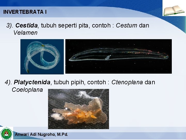 INVERTEBRATA I 3). Cestida, tubuh seperti pita, contoh : Cestum dan Velamen 4). Platyctenida,