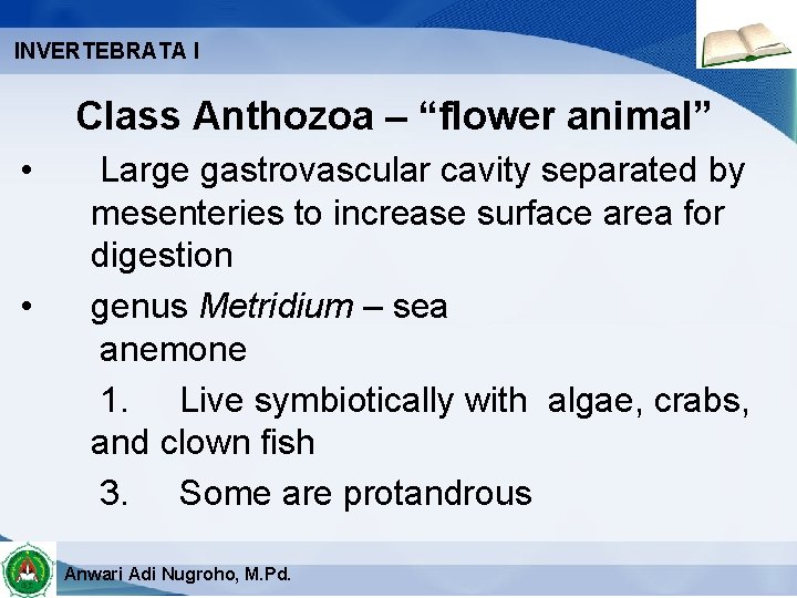 INVERTEBRATA I Class Anthozoa – “flower animal” • • Large gastrovascular cavity separated by