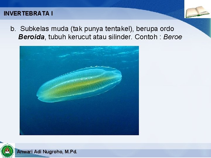 INVERTEBRATA I b. Subkelas muda (tak punya tentakel), berupa ordo Beroida, tubuh kerucut atau
