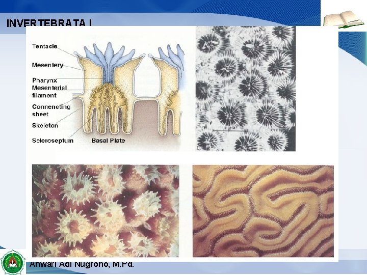 INVERTEBRATA I 27/12/2021 Anwari Adi Nugroho, M. Pd. 6 