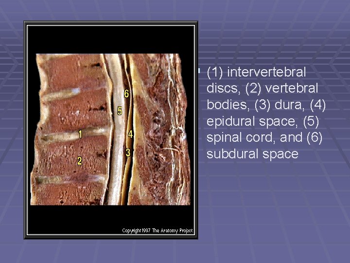 § (1) intervertebral discs, (2) vertebral bodies, (3) dura, (4) epidural space, (5) spinal