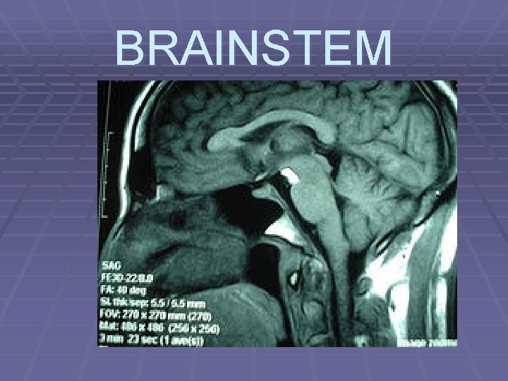 BRAINSTEM 