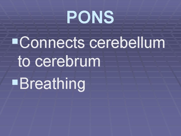 PONS §Connects cerebellum to cerebrum §Breathing 