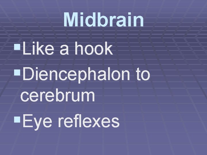 Midbrain §Like a hook §Diencephalon to cerebrum §Eye reflexes 