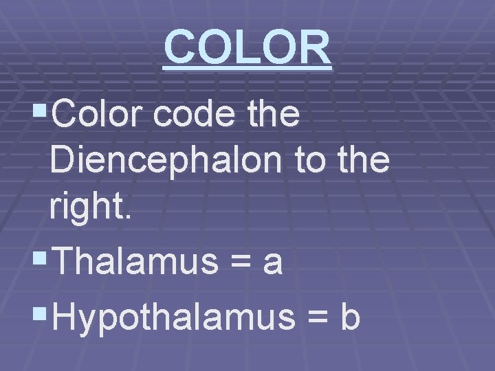 COLOR §Color code the Diencephalon to the right. §Thalamus = a §Hypothalamus = b