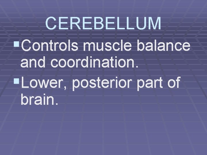 CEREBELLUM §Controls muscle balance and coordination. §Lower, posterior part of brain. 