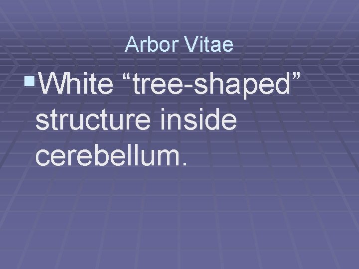 Arbor Vitae §White “tree-shaped” structure inside cerebellum. 