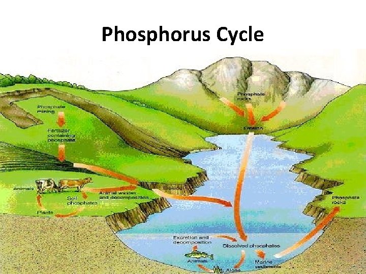 Phosphorus Cycle 