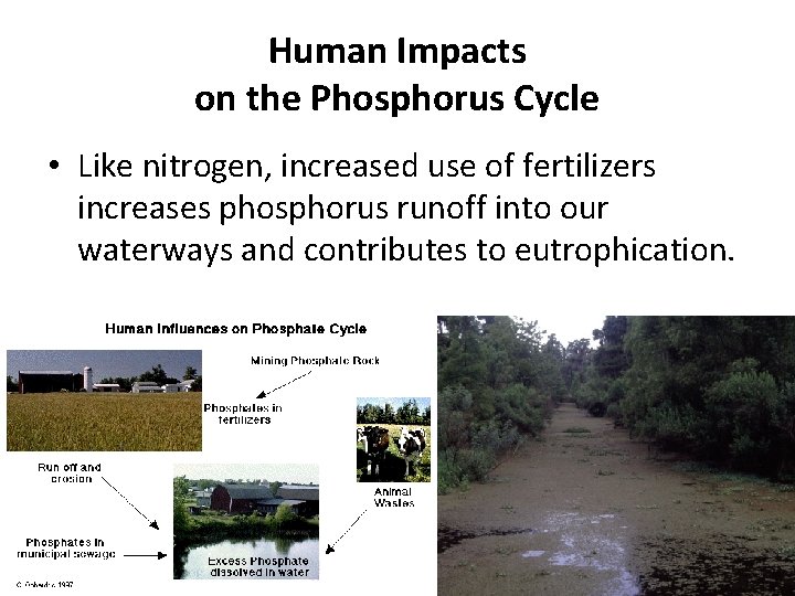 Human Impacts on the Phosphorus Cycle • Like nitrogen, increased use of fertilizers increases