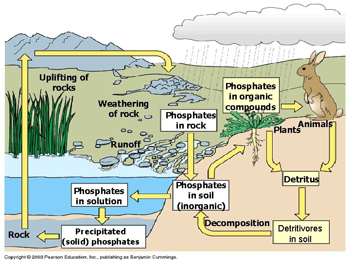 Uplifting of rocks Weathering of rock Phosphates in organic compounds Animals Plants Runoff Phosphates