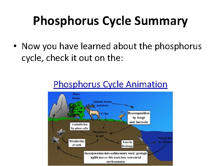 Phosphorus Cycle Summary • Now you have learned about the phosphorus cycle, check it