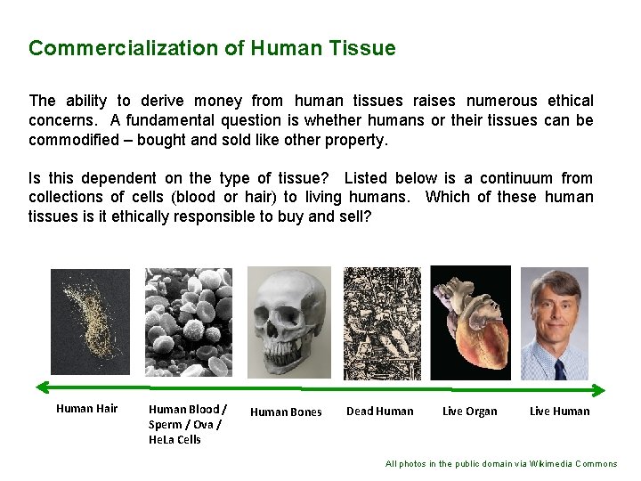 Commercialization of Human Tissue The ability to derive money from human tissues raises numerous