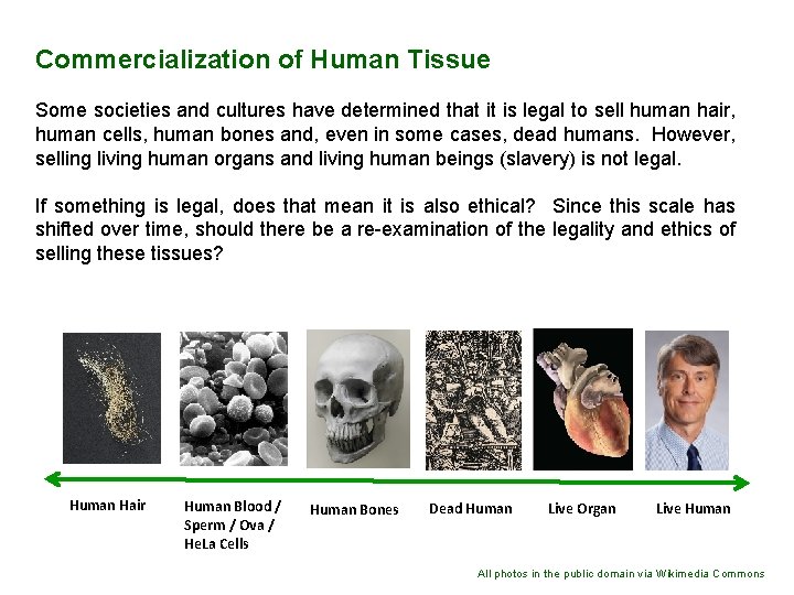 Commercialization of Human Tissue Some societies and cultures have determined that it is legal