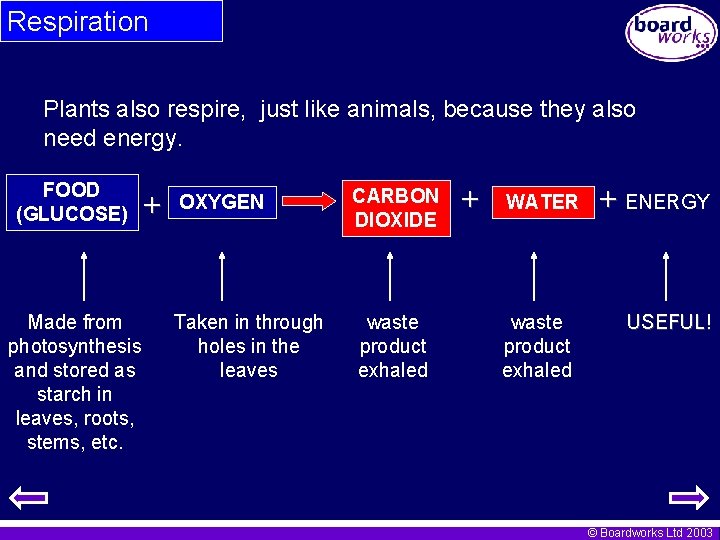 Respiration Plants also respire, just like animals, because they also need energy. FOOD (GLUCOSE)