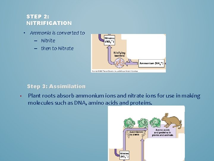 STEP 2: NITRIFICATION • Ammonia is converted to – Nitrite – then to Nitrate