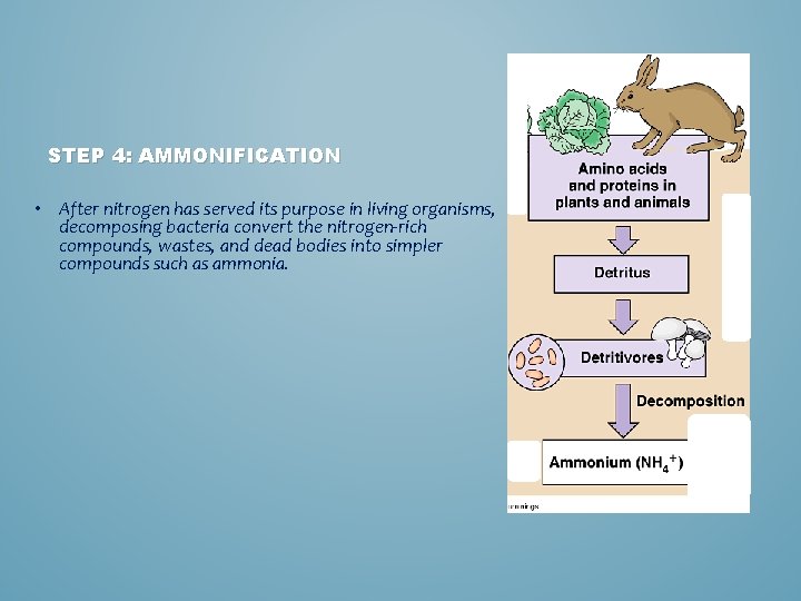 STEP 4: AMMONIFICATION • After nitrogen has served its purpose in living organisms, decomposing