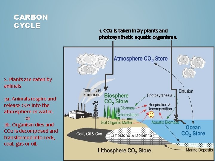 CARBON CYCLE 2. Plants are eaten by animals 3 a. Animals respire and release